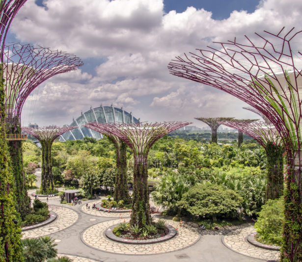 view of the supertree at the garden by the bay. sngapore. asia. future. environment.